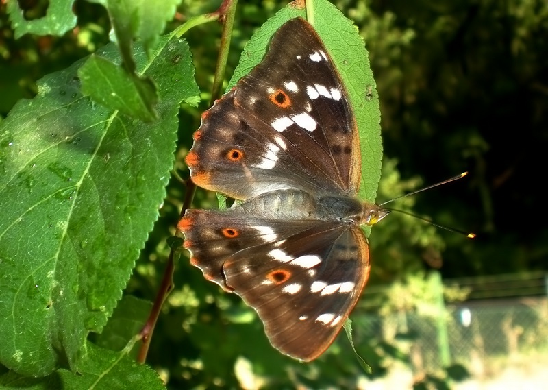 Una rarit????? Apatura ilia (f. ilia)